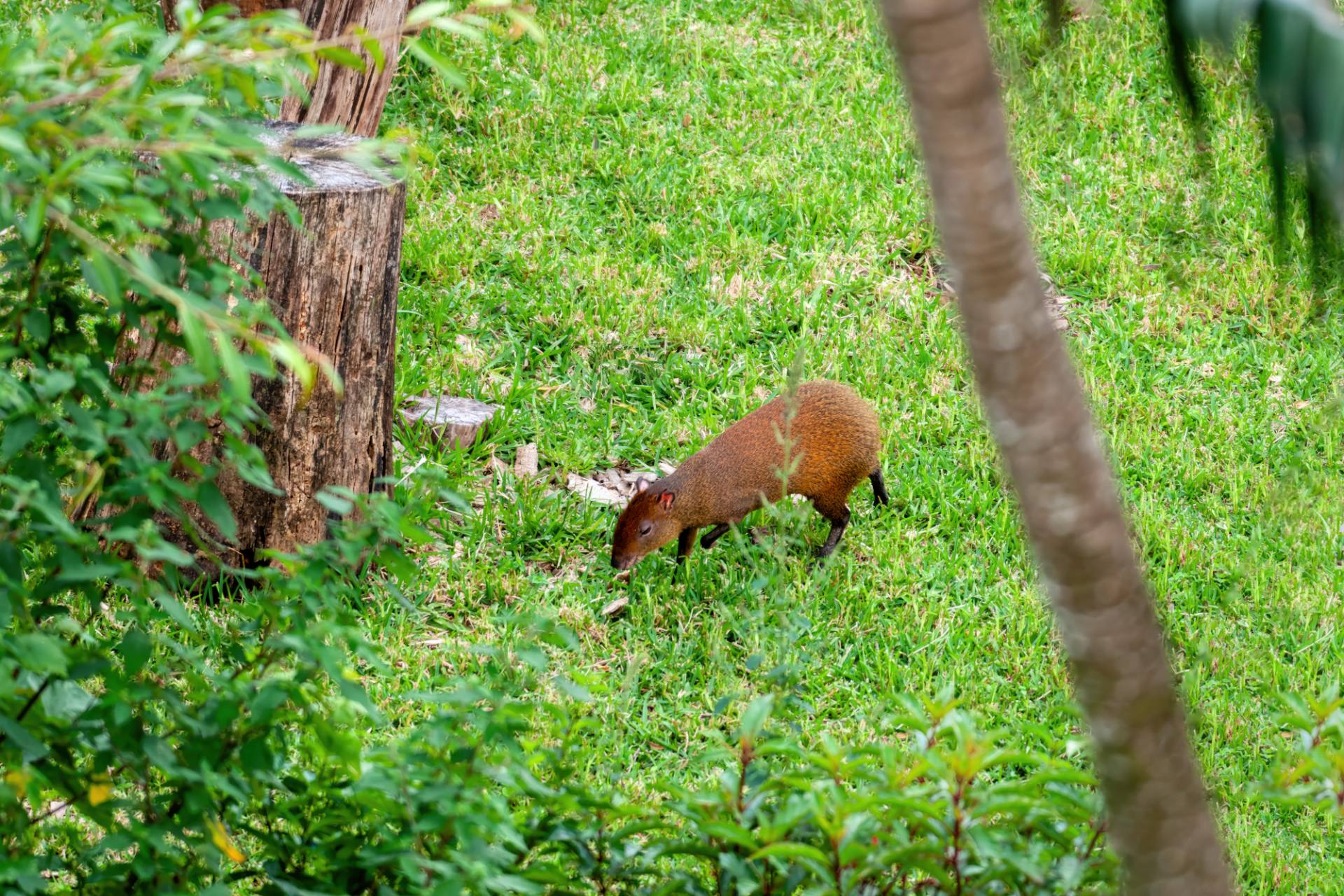 Mittelamerikanische Aguti (Dasyprocta punctata)